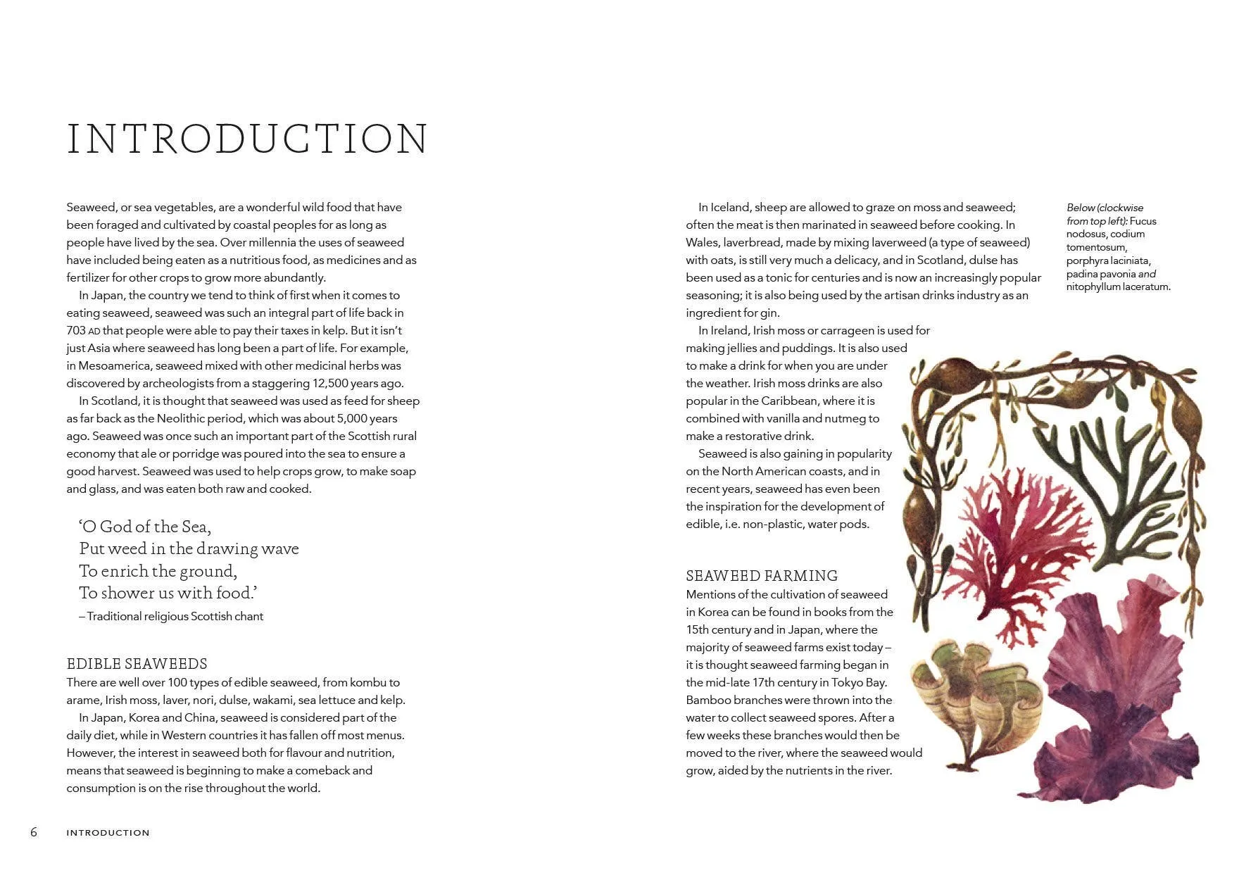 Seaweed Cookbook: Unveiling the Health Benefits and Culinary Versatility of Seaweed